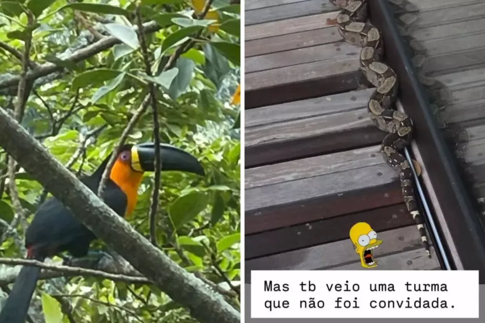 Luciano Huck leva susto com cobra em mansão no Rio: “Não foi convidada”